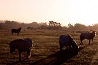 Picture of ponies at the break of day