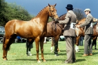 Picture of ponies in show ring at ponies of britain stallion show