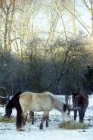 Picture of ponies in winter feeding on hay
