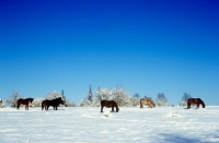 Picture of ponies in winter in the snow