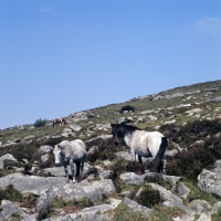 Picture of ponies on Dartmoor on rocks