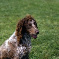 Picture of pont audemer spaniel portrait 