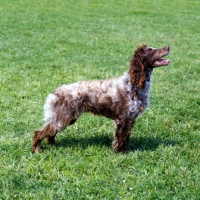 Picture of pont audemer spaniel
