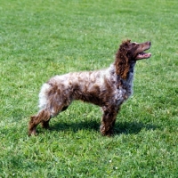 Picture of pont audemer spaniel
