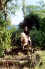 Picture of pony and rider jumping logs at pony club camp