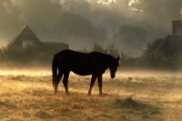Picture of pony at sunrise