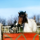 Picture of pony chatting with a cocker spaniel