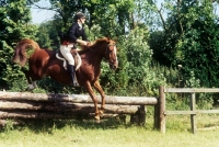 Picture of pony club member jumping a log fence