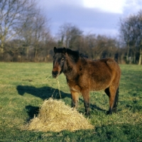 Picture of pony eating hay in winter