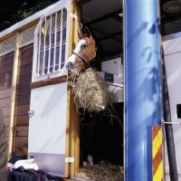 Picture of pony in horse box
