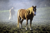 Picture of pony in morning mist