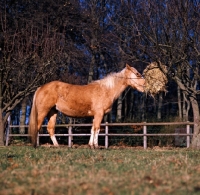 Picture of pony in winter feeding from haynet