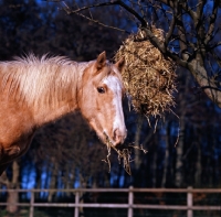 Picture of pony in winter feeding from haynet