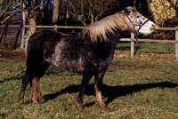 Picture of pony in winter feeding from haynet