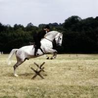 Picture of pony jumping a cavaletti
