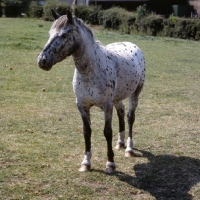 Picture of pony of the americas full body 