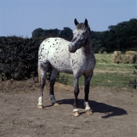 Picture of pony of the americas full body 