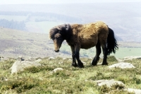 Picture of pony on dartmoor, not pure bred dartmoor pony