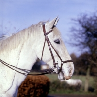 Picture of pony showing bridle and fulmer snaffle bit and drop noseband
