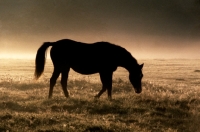 Picture of pony walking in a field at dawn
