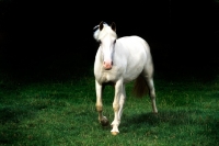 Picture of pony walking towards camera