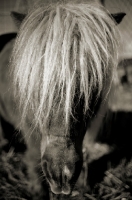 Picture of pony's mane