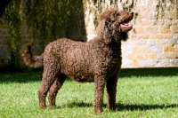 Picture of poodle in pet clip, side view