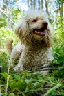 Picture of poodle lying in forest