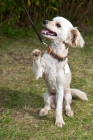 Picture of Poodle mixed breed dog with raised paw with greenery background.