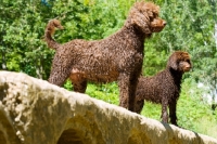 Picture of poodle mum looking ahead with her pup
