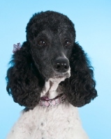 Picture of Poodle on light blue background