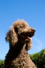 Picture of poodle portrait, shoulders up