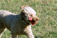 Picture of poodle running with toy