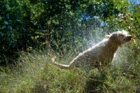 Picture of poodle shaking herself dry