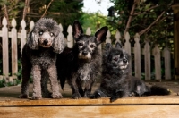 Picture of Poodle, terrier mix, and pomeranian cross on deck