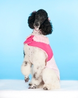 Picture of Poodle wearing a pink jacket