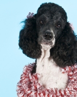 Picture of Poodle with decorations around the neck