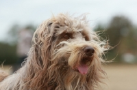 Picture of Poollie (Collie x Poodle), crossbred dog known as cadoodle