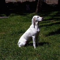 Picture of porcelaine on grass