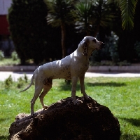 Picture of porcelaine standing on rock