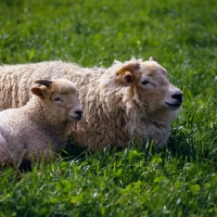 Picture of portland ewe and lamb at norwood farm