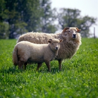 Picture of portland ewe and lamb at norwood farm