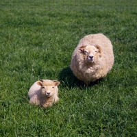 Picture of portland ewe and lamb at norwood farm looking up at camera