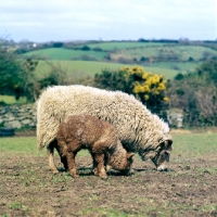 Picture of portland ewe and lamb