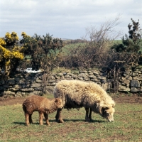 Picture of portland ewe and lamb