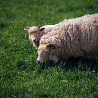 Picture of portland ewe and lamb