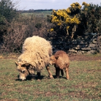 Picture of portland ewe and lamb