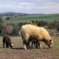 Picture of portland ewe and two lambs
(one cross bred lamb)