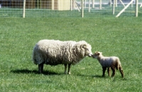 Picture of portland ewe with her lamb at norwood farm
