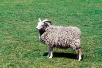 Picture of portland ewe